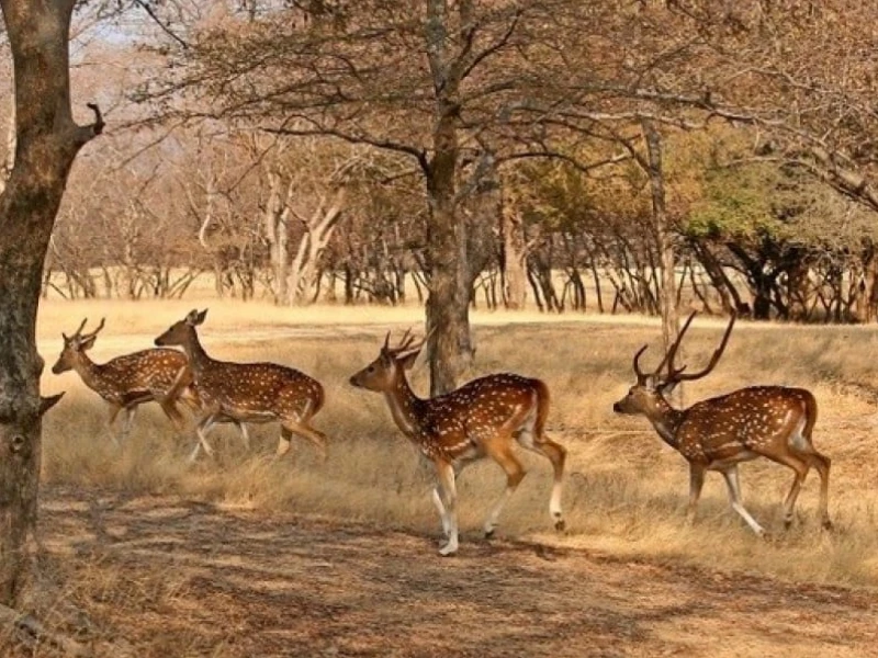 desert-national-park-jaisalmer